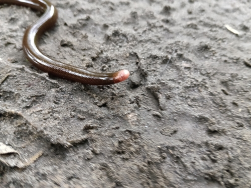 Cope's Blind Snake