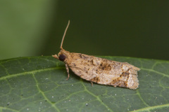 Neocalyptis affinisana
