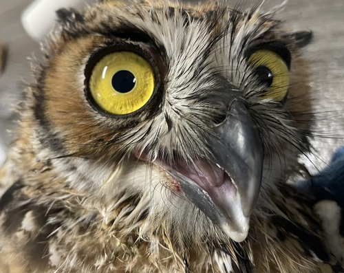 Great Horned Owl photographed in North Carolina