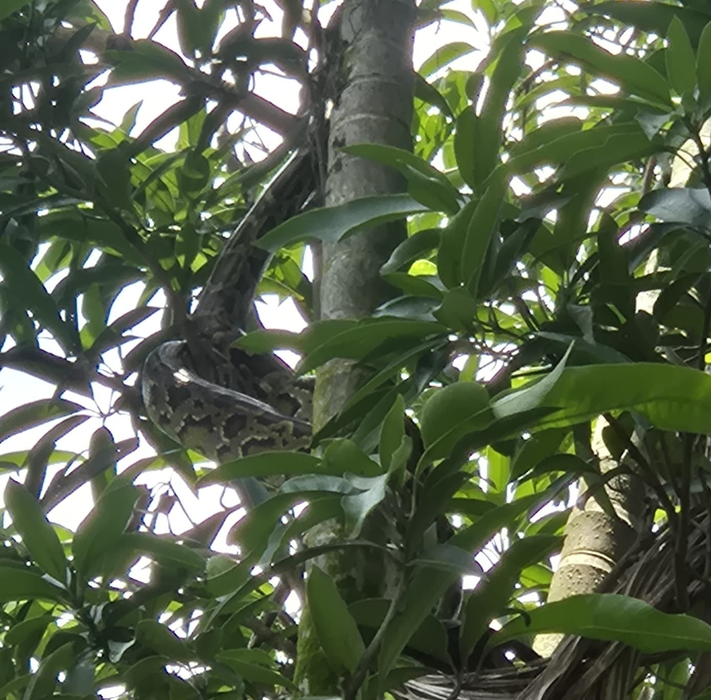 Burmese Python
