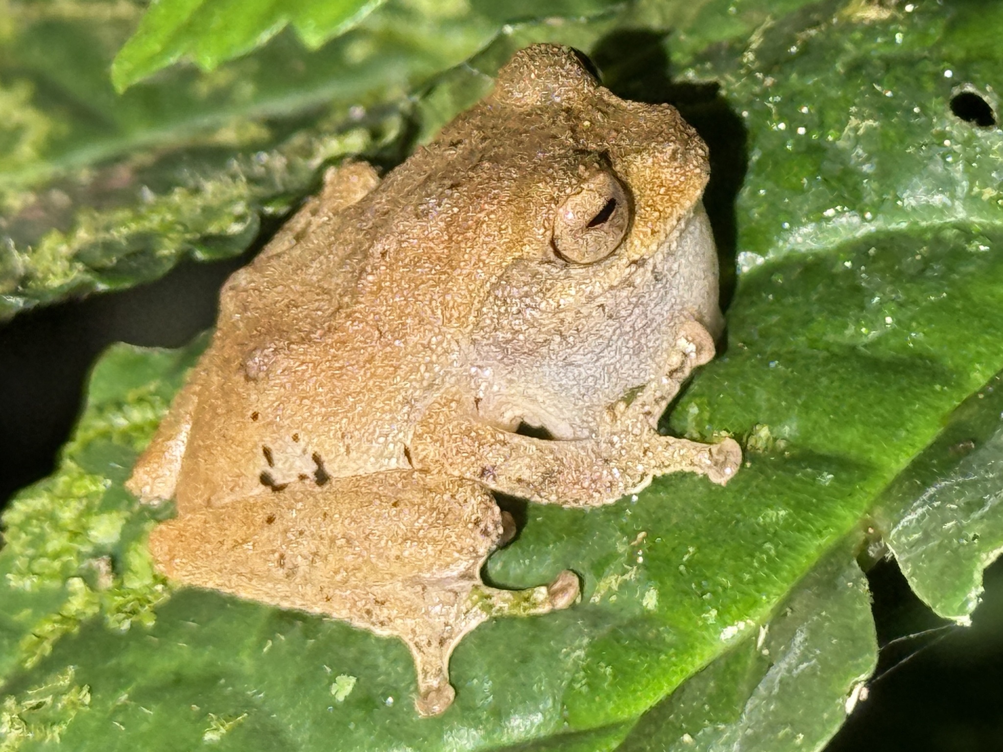 Bubble-nest frog, Philautus aurantium