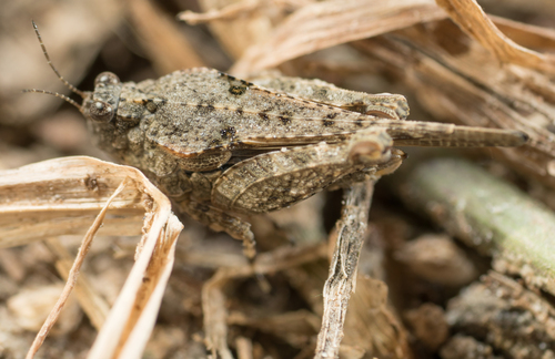 Tetrigidae