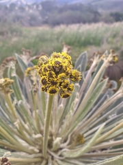 Espeletia rabanalensis