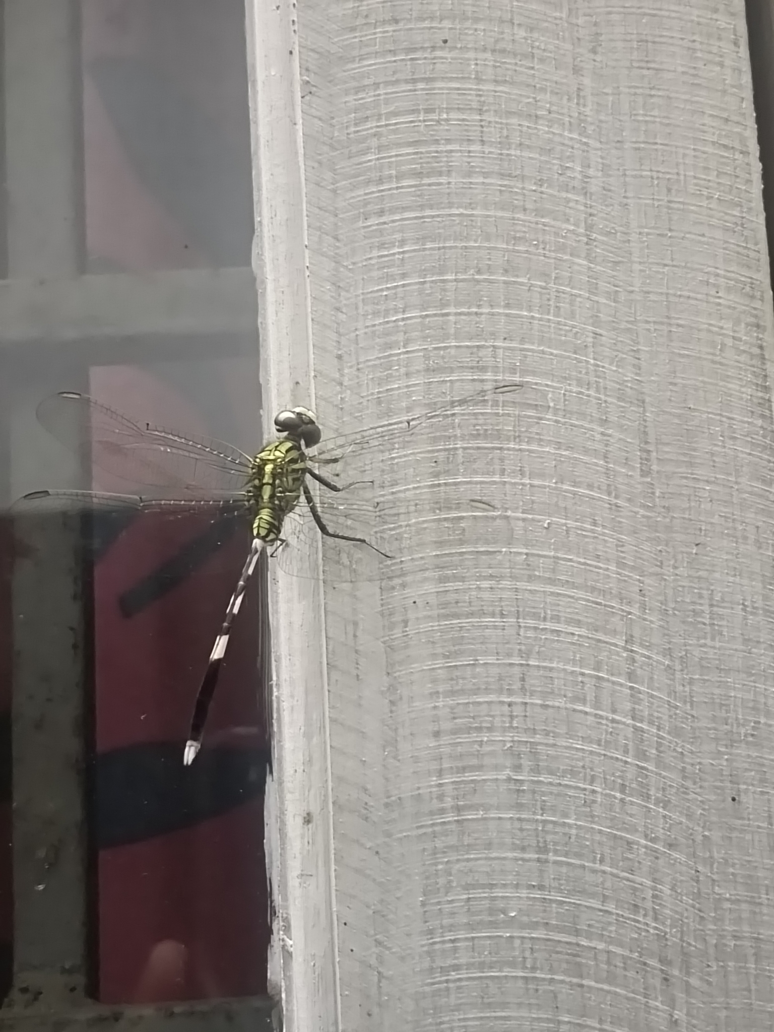 Slender Skimmer