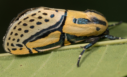 Diphthera festiva