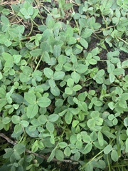 Trifolium repens