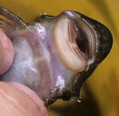 Chaetostoma
