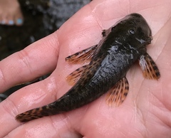 Chaetostoma