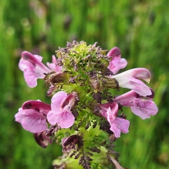 Marsh Lousewort (Pedicularis palustris)