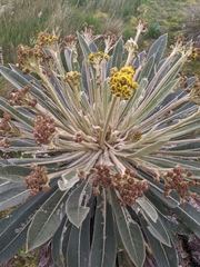 Espeletia rabanalensis