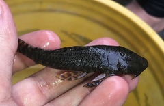 Chaetostoma