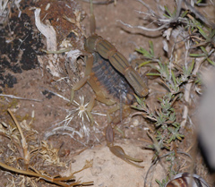 Buthus albengai