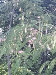 Albizia julibrissin