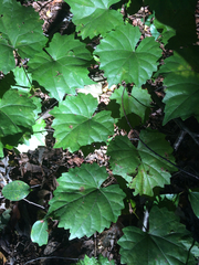 Vitis rotundifolia rotundifolia
