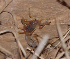 Buthus albengai