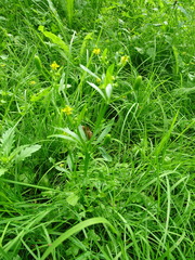 Ranunculus sceleratus