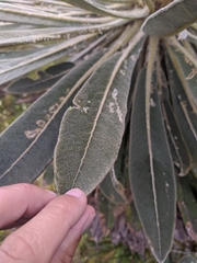 Espeletia rabanalensis