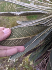 Espeletia rabanalensis