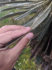 Espeletia rabanalensis