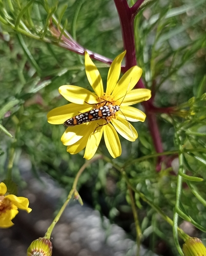 Photo of Little Cigarette Harlequin Moth (Atteva pustulella)