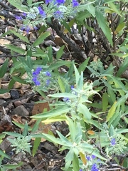 Caryopteris