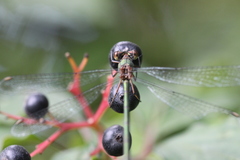 Chalcolestes viridis