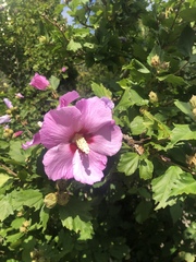 Hibiscus syriacus