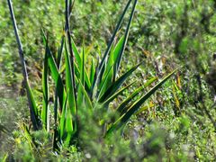 Chlorophytum capense
