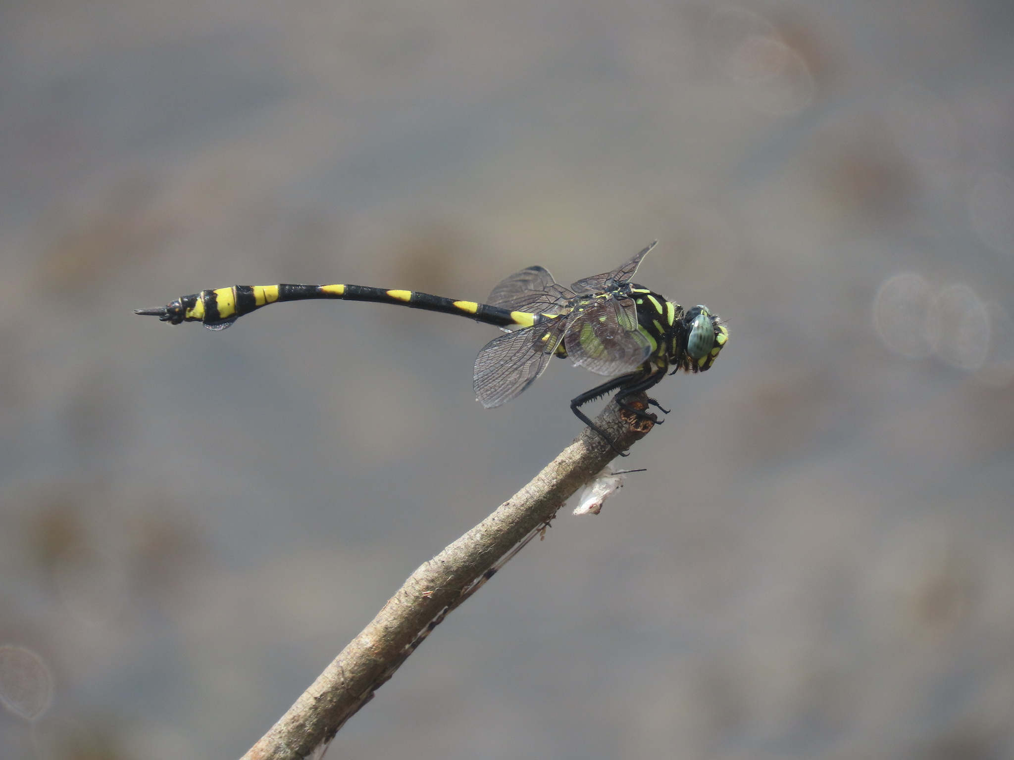 Indian Common Clubtail