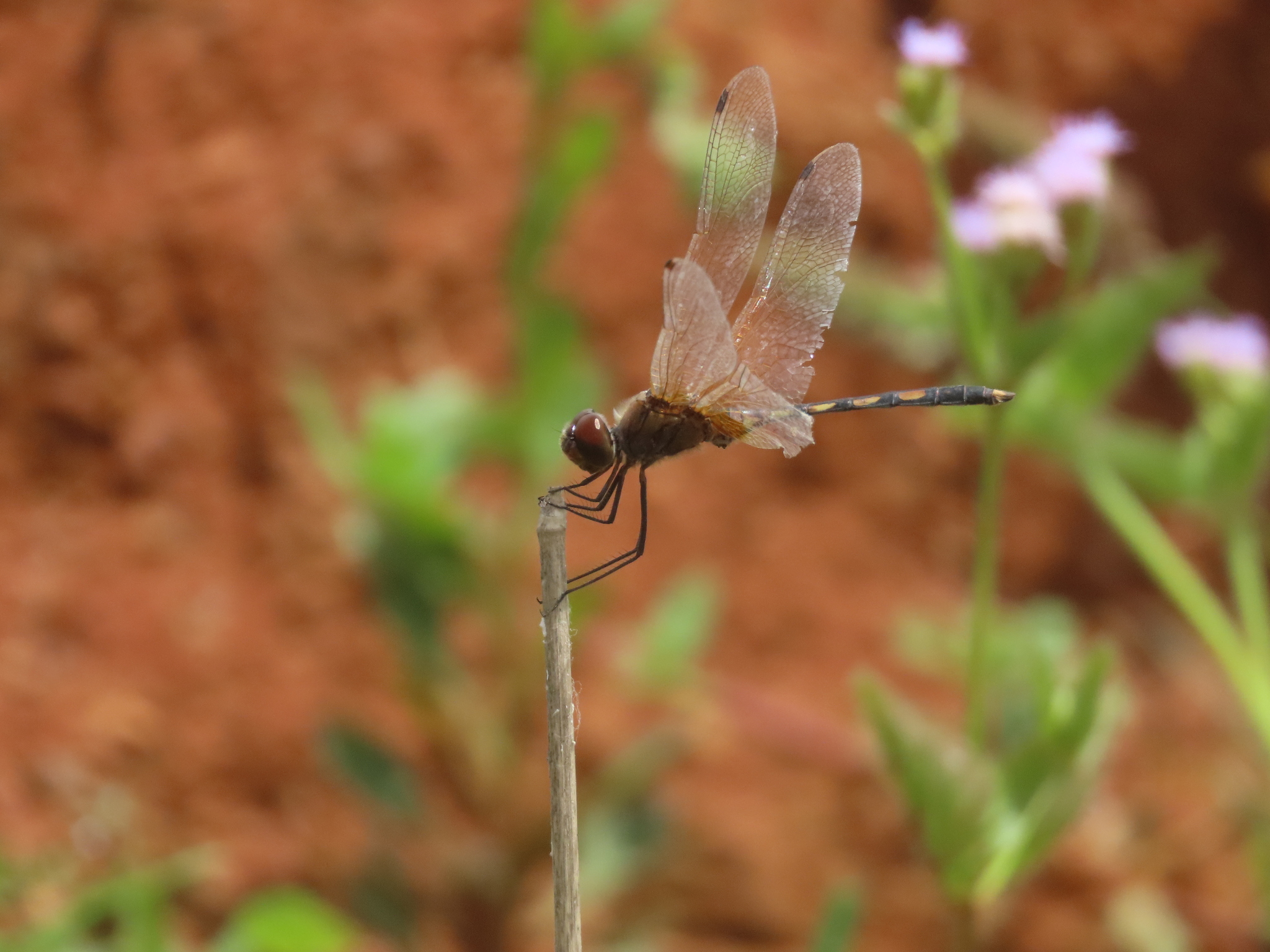 Long-Legged Marsh Glider