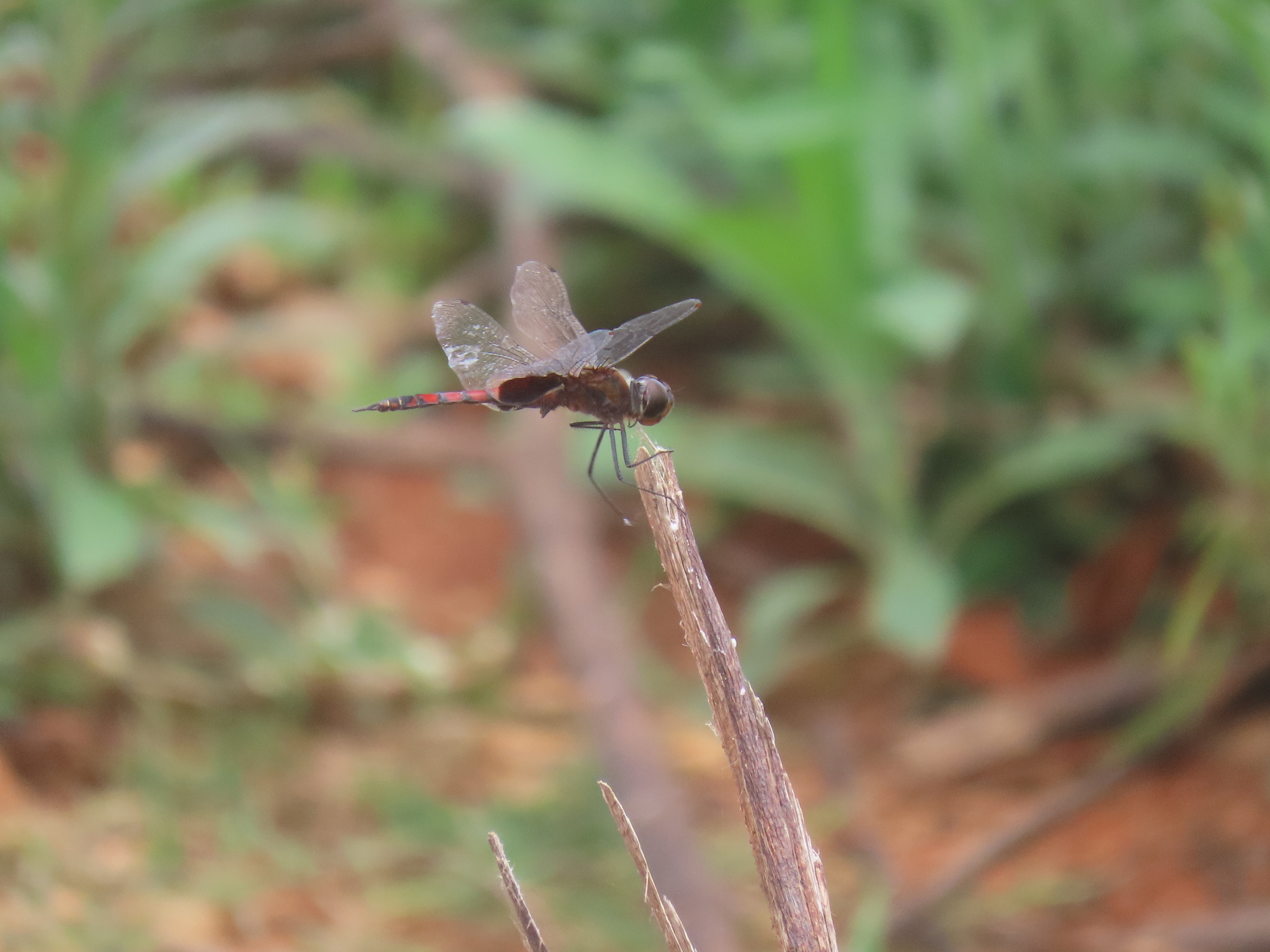 Black Marsh Trotter