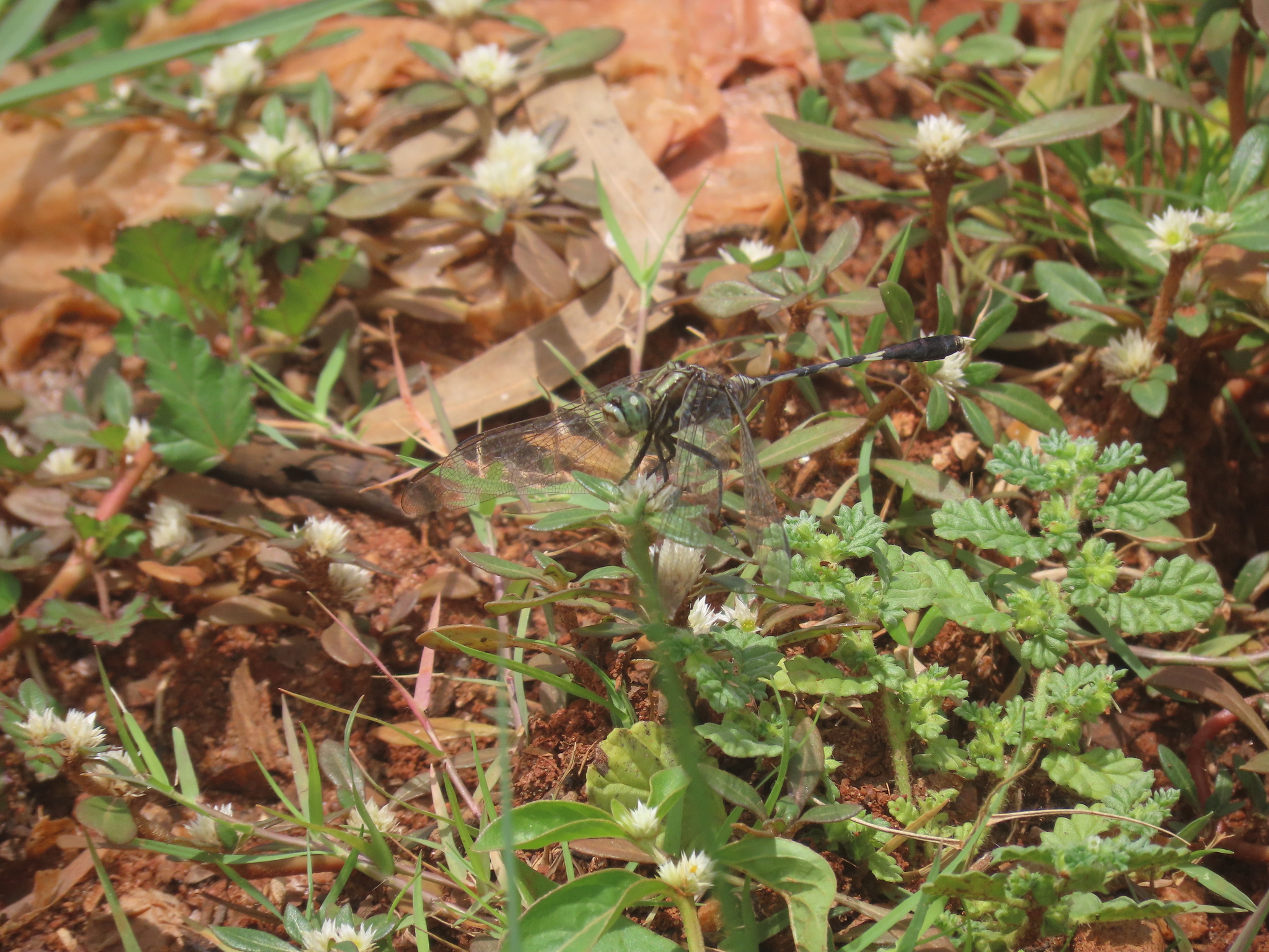 Slender Skimmer