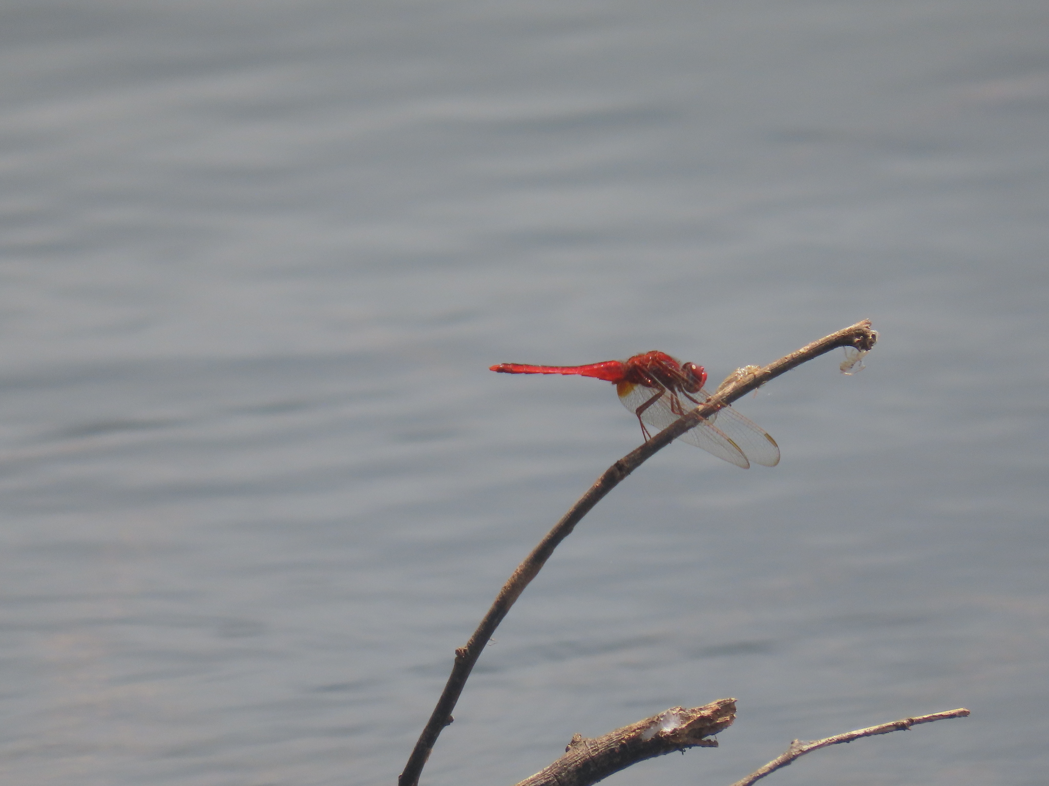 Scarlet Skimmer