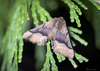 Behr's Pero Moth - Photo (c) Mike Potts, some rights reserved (CC BY-NC-ND), uploaded by Mike Potts