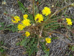 Taraxacum bessarabicum