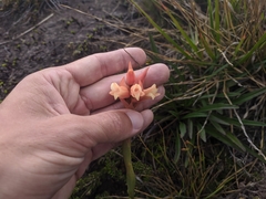 Stenorrhynchos vaginatum