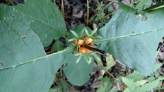 Triosteum aurantiacum