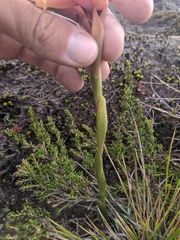 Stenorrhynchos vaginatum