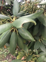 Rhododendron