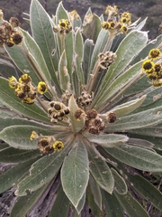 Espeletia rabanalensis