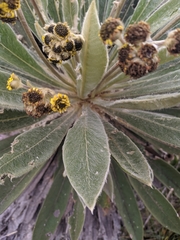 Espeletia rabanalensis