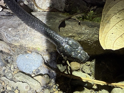 Dark Wolf Snake