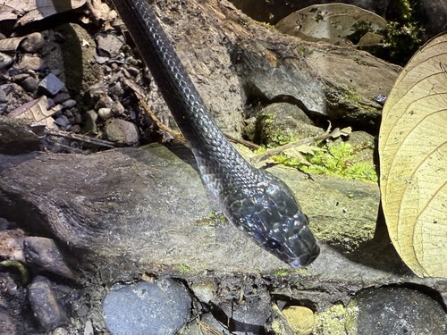 Dark Wolf Snake