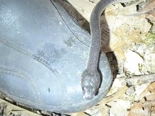 Dark Wolf Snake