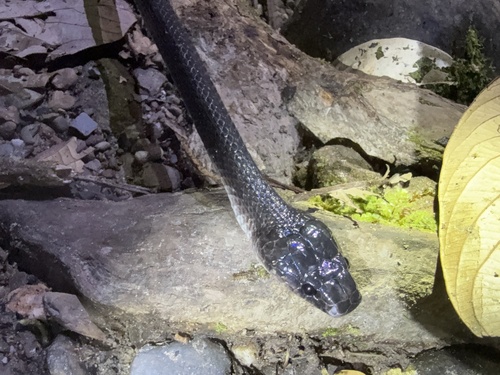 Dark Wolf Snake