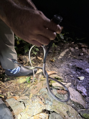 Dark Wolf Snake