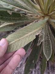 Espeletia rabanalensis