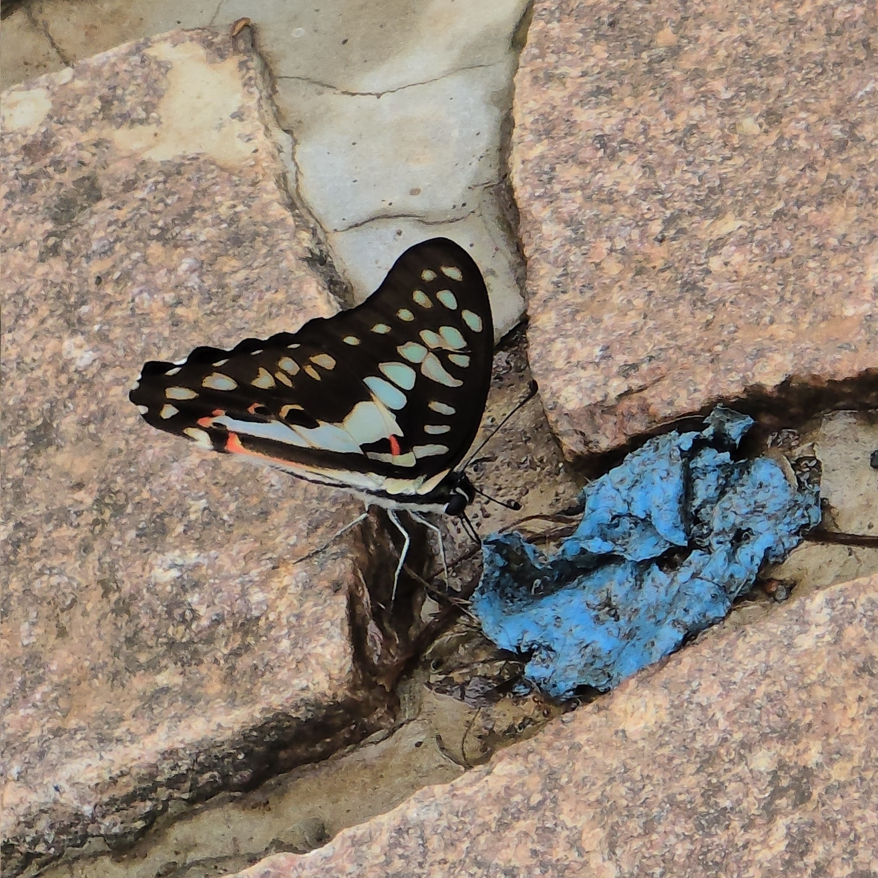 Common Jay