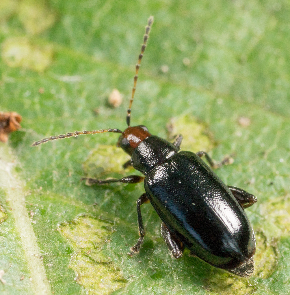 Red-headed Flea Beetle