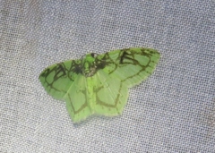 Nemoria ozalea